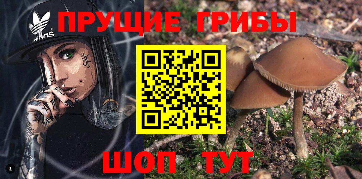 Псилоцибиновые грибы GOLDEN TEACHER Полевской